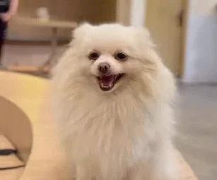 Sissy anabul dari Dogs Ministry (Foto dari Instagram @dogsministry)