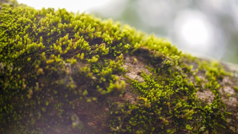 Ilustrasi lumut.